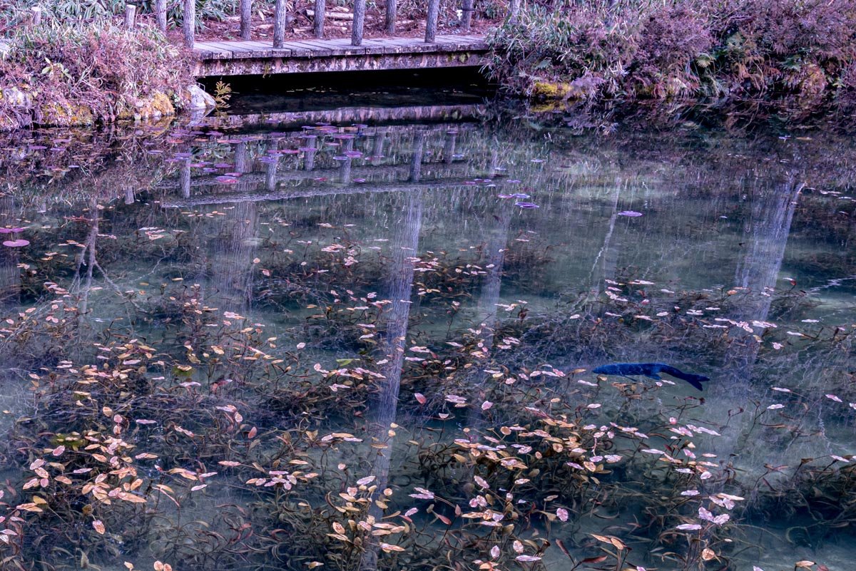 ⛩️ 네미치 신사 (根道神社)